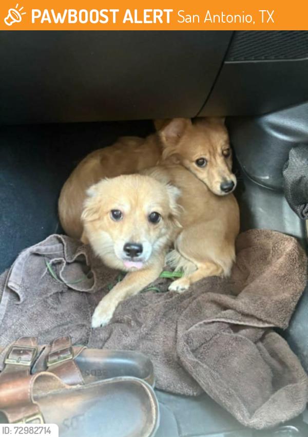 Found/Stray Female Dog last seen Sabyan and Grantham, San Antonio, TX 78218