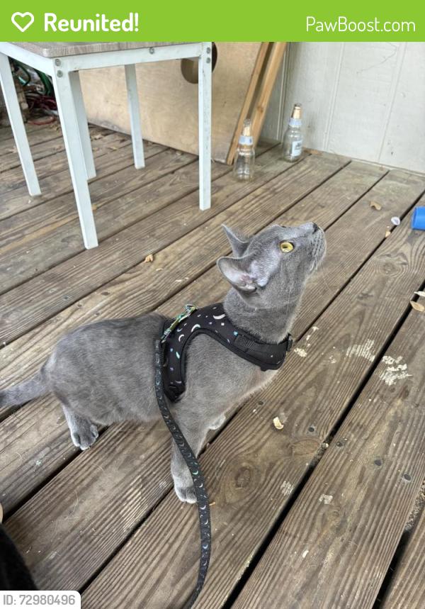 Reunited Male Cat last seen Near Virginia Pl, Magnolia, TX 77355, USA, Magnolia, TX 77355