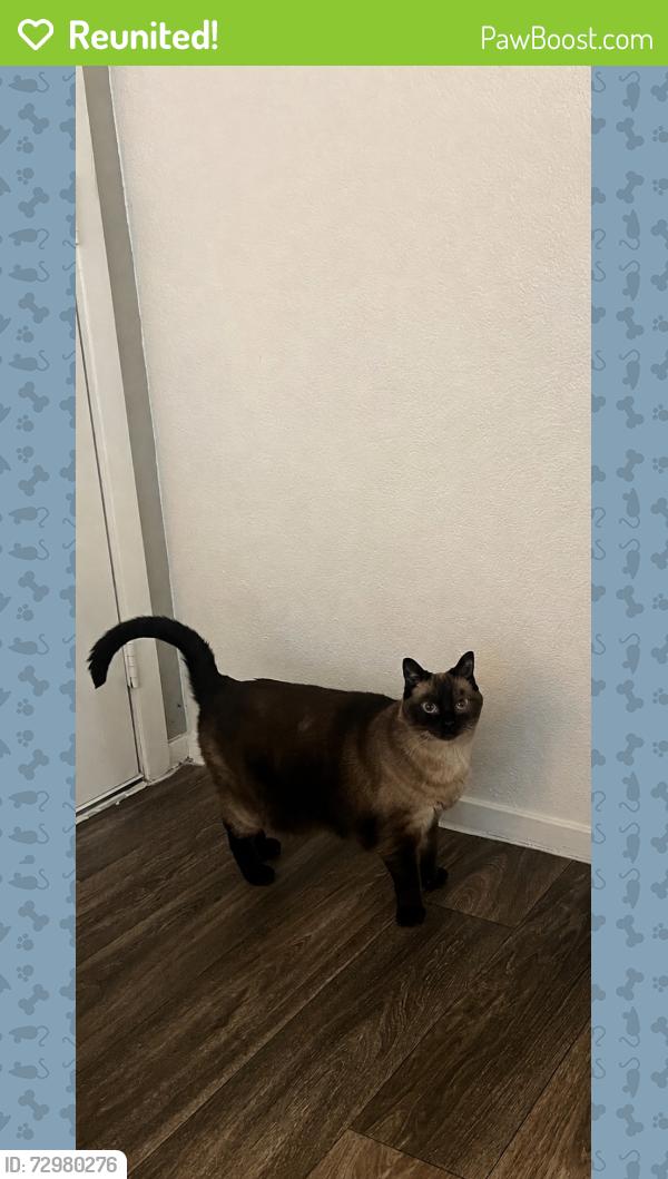 Reunited Male Cat last seen Bella Terra apmts, Henderson, NV 89012