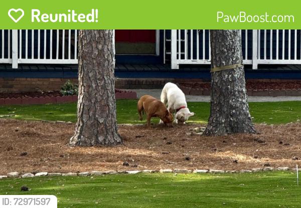 Reunited Unknown Dog last seen Park place dr, Lawrenceville, GA 30046
