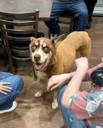 Reunited Unknown Dog last seen NW 122nd and Penn, Oklahoma City, OK 73162