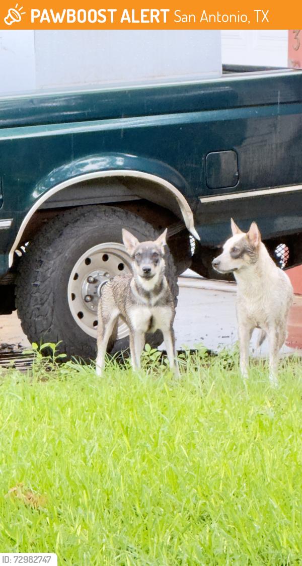 Found/Stray Unknown Dog last seen Bristlecone, San Antonio, TX 78240