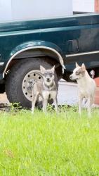 Found/Stray Unknown Dog last seen Bristlecone, San Antonio, TX 78240