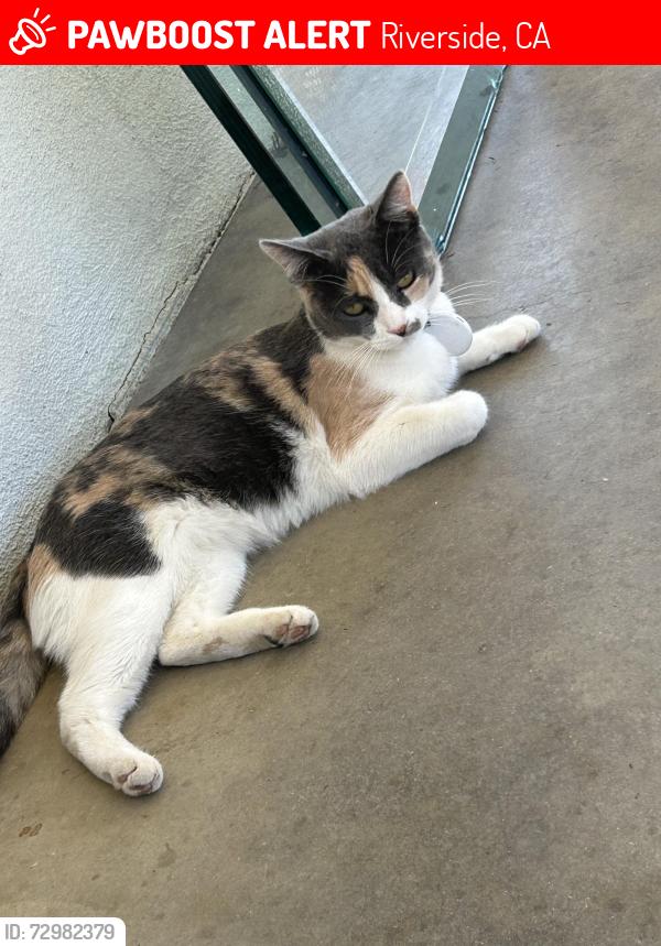Lost Female Cat last seen MacArthur Rd, Hawthorne Ave, Riverside, CA 92503