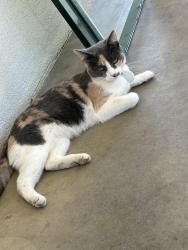 Lost Female Cat last seen MacArthur Rd, Hawthorne Ave, Riverside, CA 92503