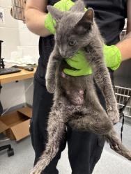 Shelter Stray Female Cat last seen BEECH GROVE, Indianapolis, IN 46221