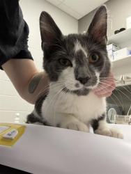 Shelter Stray Male Cat last seen Near , Indianapolis, IN 46221