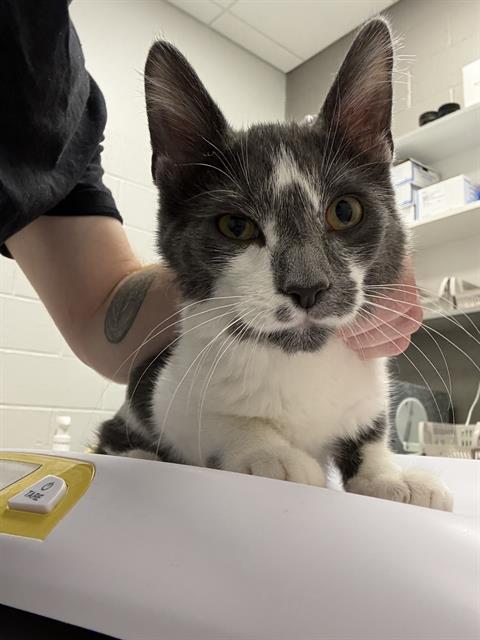 Shelter Stray Male Cat last seen Near , Indianapolis, IN 46221