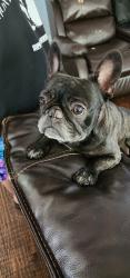 Lost Female Dog last seen Randoll mill , Arlington, TX 76012