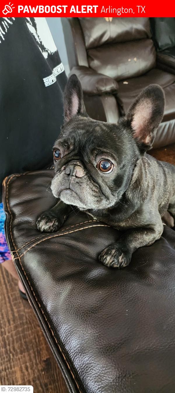 Lost Female Dog last seen Randoll mill , Arlington, TX 76012
