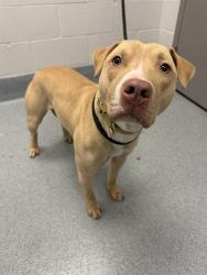 Shelter Stray Female Dog last seen Near , Indianapolis, IN 46221