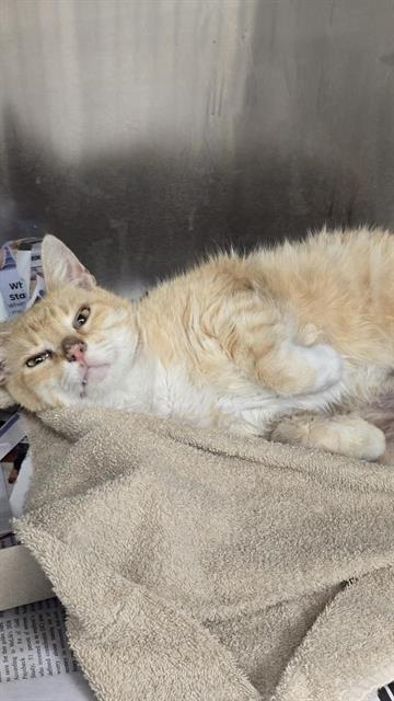 Shelter Stray Female Cat last seen Near BLOCK ATHEL, 4710 TX-151, San Antonio, TX 78227, USA