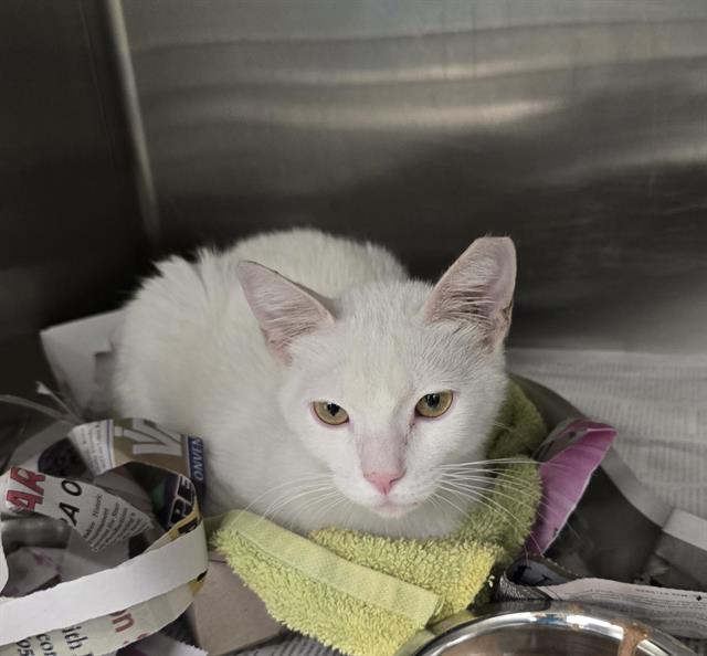Shelter Stray Male Cat last seen OELKERS, 4710 TX-151, San Antonio, TX 78227, USA