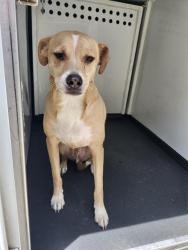 Shelter Stray Male Dog last seen F ST / 17TH ST,BAKERSFIELD,CA, Bakersfield, CA 93307