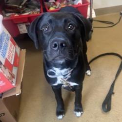 Shelter Stray Male Dog last seen , 4710 TX-151, San Antonio, TX 78227, USA