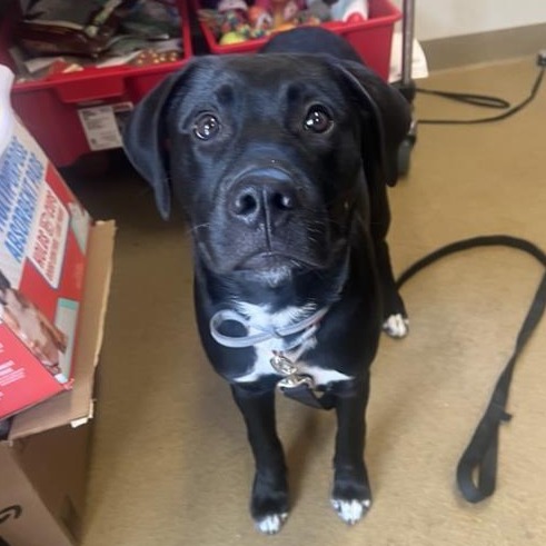 Shelter Stray Male Dog last seen , 4710 TX-151, San Antonio, TX 78227, USA