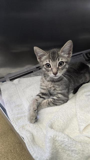 Shelter Stray Male Cat last seen SUNRISE COVE, 4710 TX-151, San Antonio, TX 78227, USA