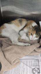Shelter Stray Female Cat last seen Near BLOCK S ZARZAMORA, 4710 TX-151, San Antonio, TX 78227, USA