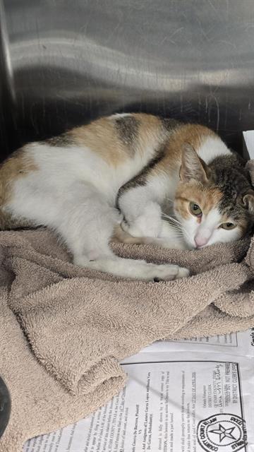 Shelter Stray Female Cat last seen Near BLOCK S ZARZAMORA, 4710 TX-151, San Antonio, TX 78227, USA