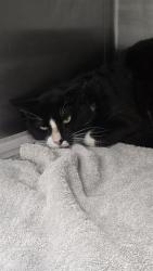 Shelter Stray Male Cat last seen Near BLOCK VALLEY QUEEN, 4710 TX-151, San Antonio, TX 78227, USA