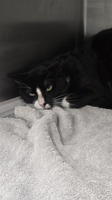 Shelter Stray Male Cat last seen Near BLOCK VALLEY QUEEN, 4710 TX-151, San Antonio, TX 78227, USA