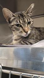 Shelter Stray Female Cat last seen Near BLOCK CARLOTA AVE, 4710 TX-151, San Antonio, TX 78227, USA