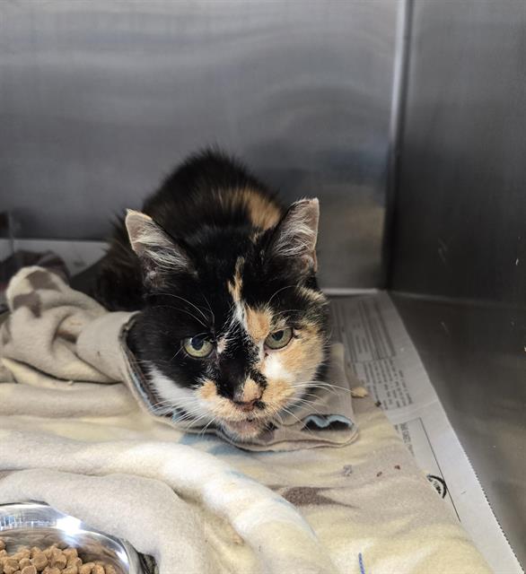 Shelter Stray Female Cat last seen Near BLOCK FERRINGTON, 4710 TX-151, San Antonio, TX 78227, USA