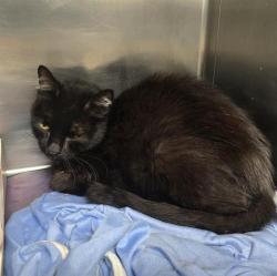 Shelter Stray Female Cat last seen Near BLOCK OF E CRAIG PLACE, 4710 TX-151, San Antonio, TX 78227, USA