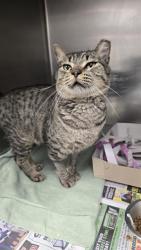 Shelter Stray Male Cat last seen RIGSBY, 4710 TX-151, San Antonio, TX 78227, USA