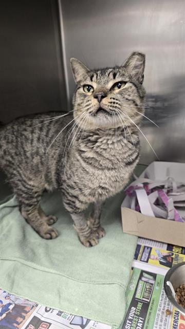 Shelter Stray Male Cat last seen RIGSBY, 4710 TX-151, San Antonio, TX 78227, USA