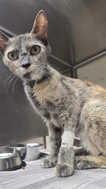 Shelter Stray Female Cat last seen W LAUREL, 4710 TX-151, San Antonio, TX 78227, USA