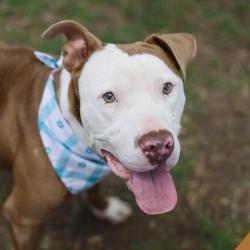 Shelter Stray Male Dog last seen Near BLOCK W CESAR E CHAVEZ, 4710 TX-151, San Antonio, TX 78227, USA