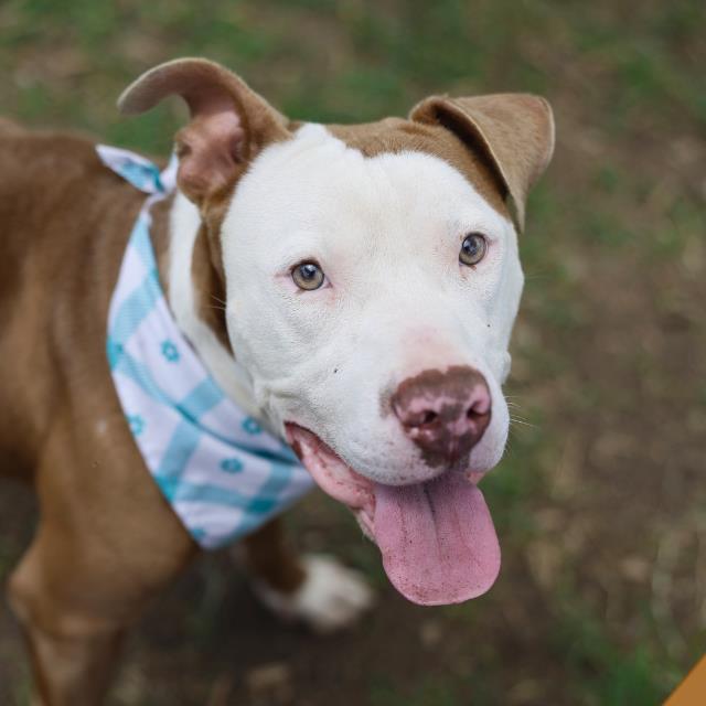 Shelter Stray Male Dog last seen Near BLOCK W CESAR E CHAVEZ, 4710 TX-151, San Antonio, TX 78227, USA