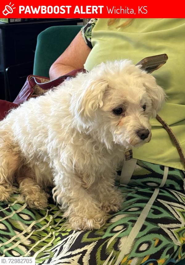 Lost Male Dog last seen 13th and Perry, Wichita, KS 67203