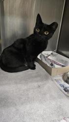 Shelter Stray Male Cat last seen MAVERICK PASS, 4710 TX-151, San Antonio, TX 78227, USA