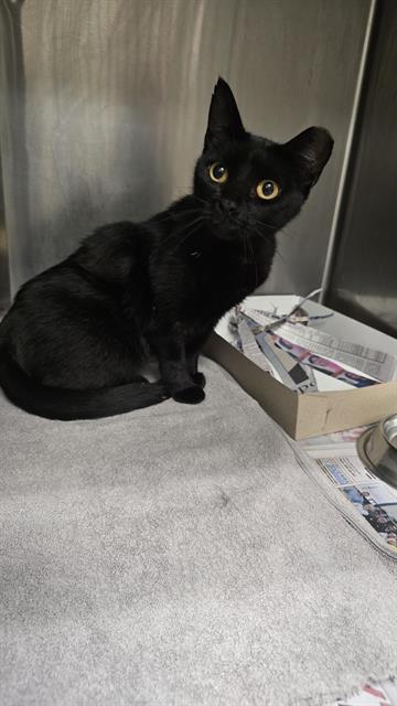 Shelter Stray Male Cat last seen MAVERICK PASS, 4710 TX-151, San Antonio, TX 78227, USA