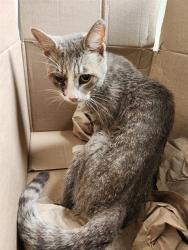 Shelter Stray Male Cat last seen Near BLOCK MISSION VIEW, 4710 TX-151, San Antonio, TX 78227, USA