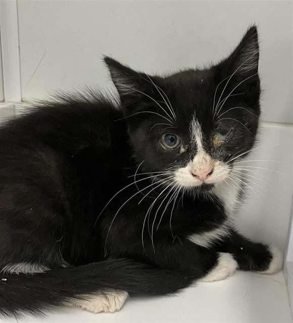 Shelter Stray Female Cat last seen Near BLOCK W CLINTON AVE, FRESNO CA 93705 4422, 5277 E Airways Blvd, Fresno, CA 93727, USA