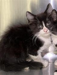 Shelter Stray Male Cat last seen Near BLOCK W CLINTON AVE, FRESNO CA 93705 4422, 5277 E Airways Blvd, Fresno, CA 93727, USA