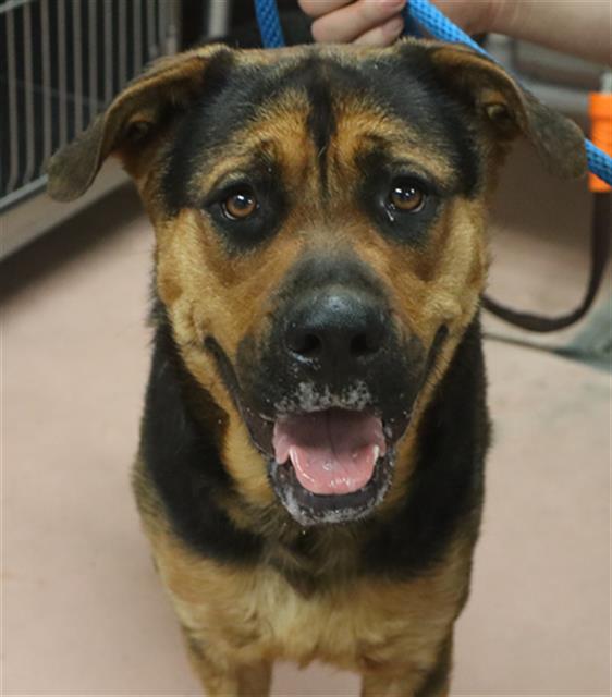 Shelter Stray Female Dog last seen Near BLOCK DART ST, Columbia, SC 29209