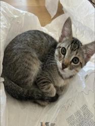 Shelter Stray Female Cat last seen IRVINE CTR DR/CULVER, 6443 Oak Canyon, Irvine, CA 92618, USA