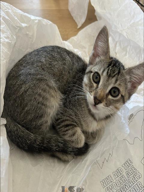 Shelter Stray Female Cat last seen IRVINE CTR DR/CULVER, 6443 Oak Canyon, Irvine, CA 92618, USA