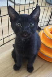 Shelter Stray Male Cat last seen IRVINE CTR DR/CULVER, 6443 Oak Canyon, Irvine, CA 92618, USA