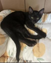 Shelter Stray Female Cat last seen IRVINE CTR DR/CULVER, 6443 Oak Canyon, Irvine, CA 92618, USA