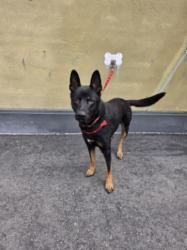 Shelter Stray Male Dog last seen , 1850 W 60th St, Los Angeles, CA 90047, USA
