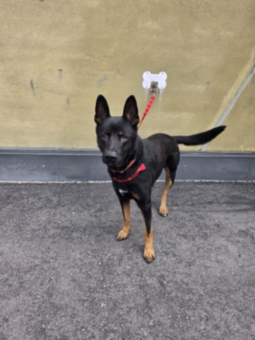 Shelter Stray Male Dog last seen , 1850 W 60th St, Los Angeles, CA 90047, USA