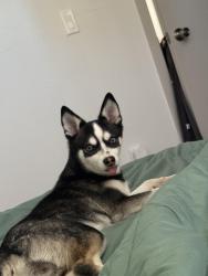 Lost Female Dog last seen Alamo road and acacia ave , Alamo, TX 78516