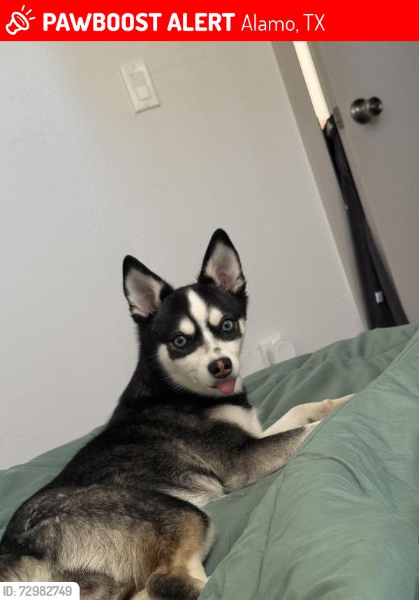 Lost Female Dog last seen Alamo road and acacia ave , Alamo, TX 78516