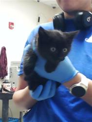 Shelter Stray Male Cat last seen Near BLOCK APPALACHIN DR, FAYETTEVILLE NC 28311, 4704 Corporation Dr, Fayetteville, NC 28306, USA