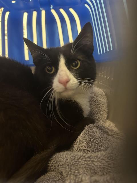 Shelter Stray Male Cat last seen Near BLOCK S 212TH ST, KENT WA 98032, 21615 64th Ave S, Kent, WA 98032, USA